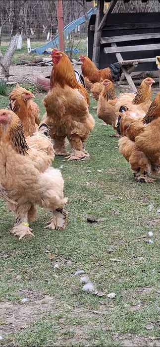 Ouă incubat brahma Columbia linie foarte bună