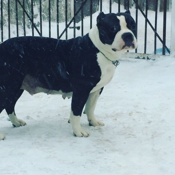 щенки американский булли