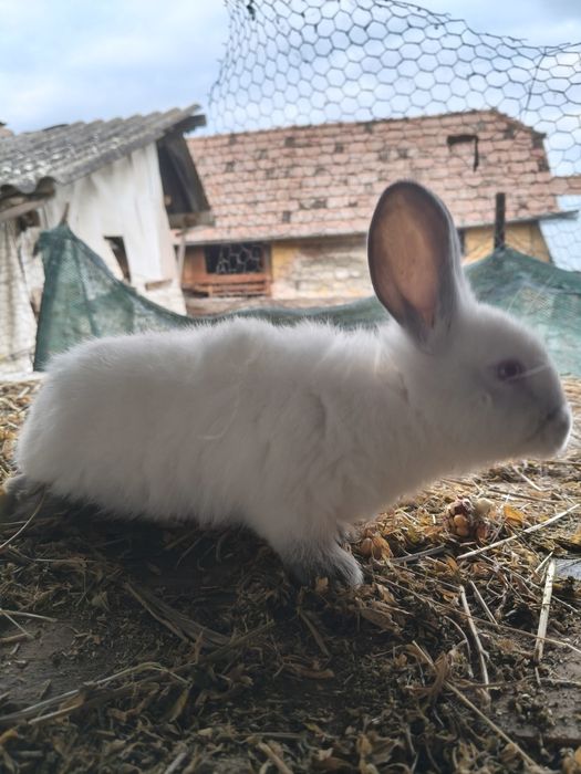 De vânzare iepuri Californian!