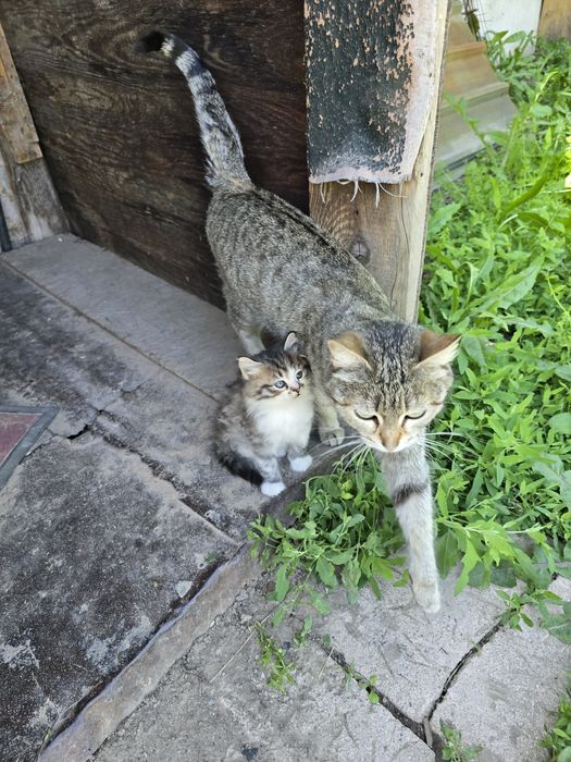 Котята в хорошие руки