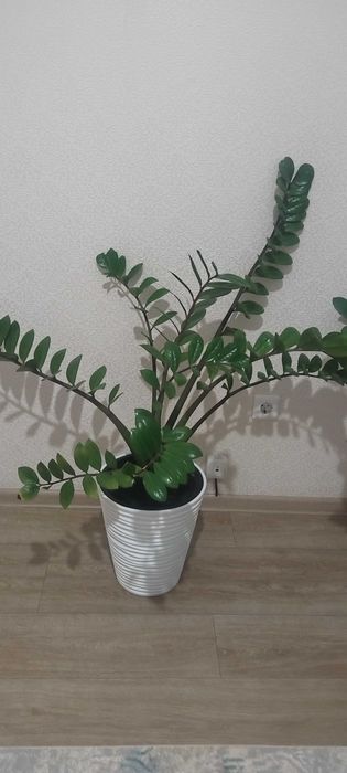 Нарды мен үй гүлдері