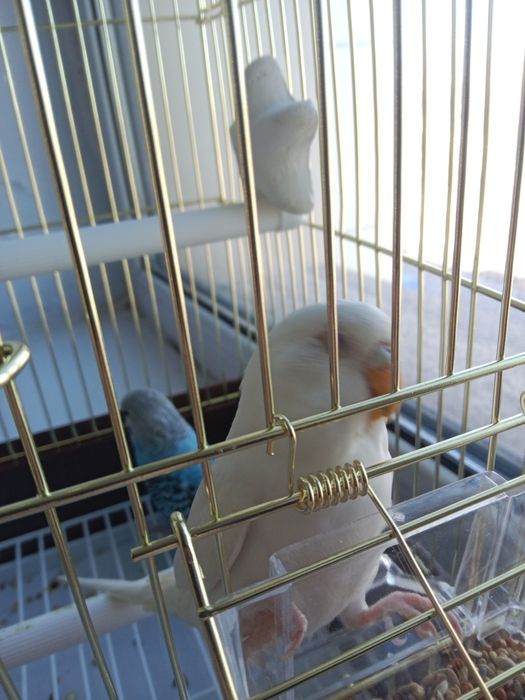 Попугай с клеткой