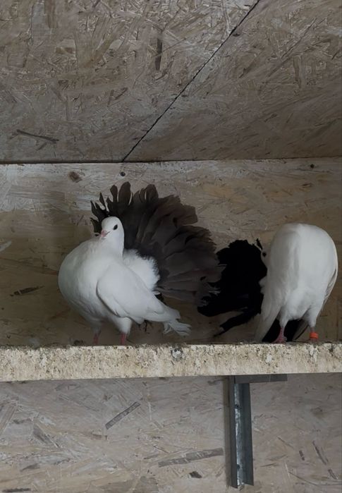 Павлины самки чернохвостые!