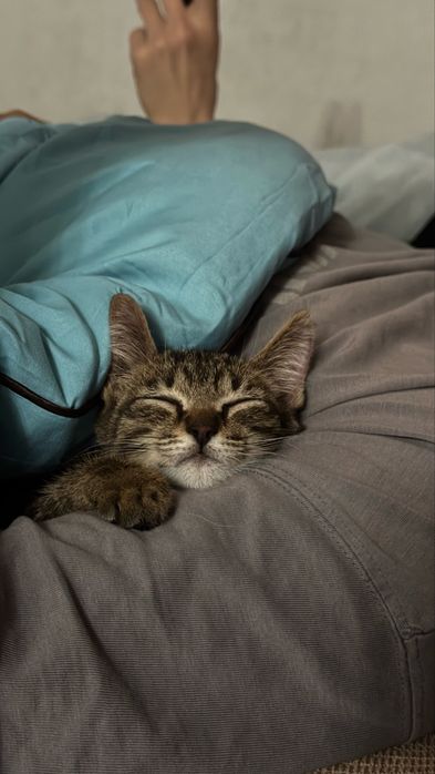 Котенок в Добрые руки