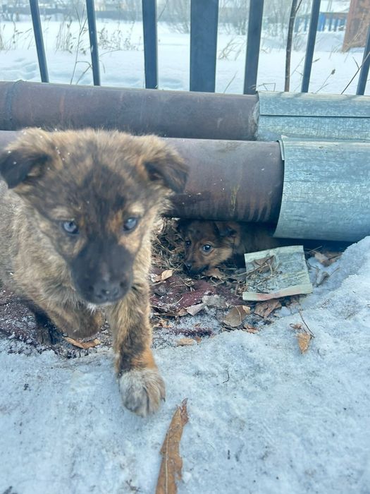 Щенки, только в добрые руки!