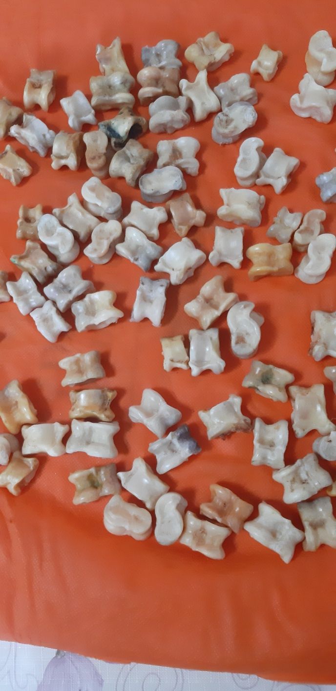 Асык (асыктар, асыки, асики): 500 тг. - Другое Астана на Olx