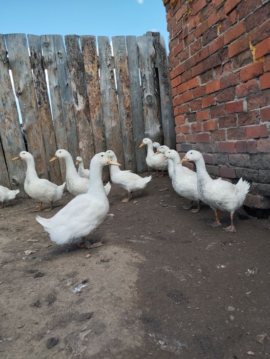 Утки.Продажа уток живьём