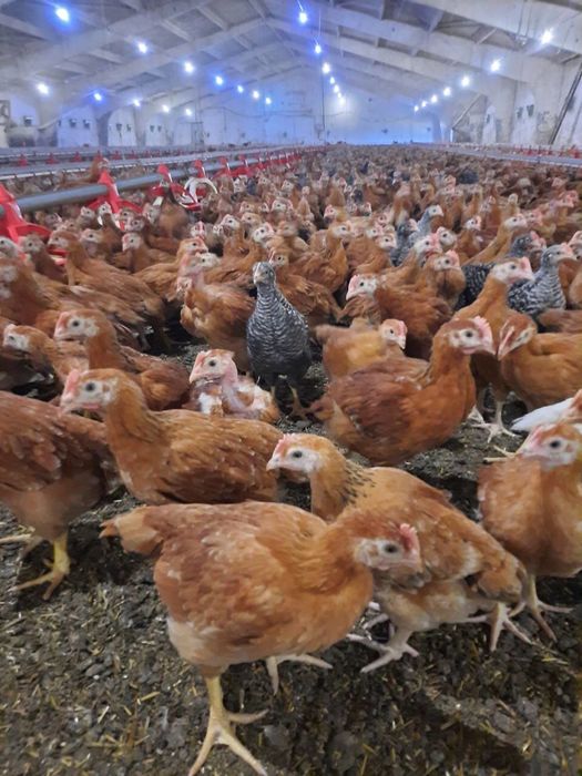 pui alb si pui rasa mixta