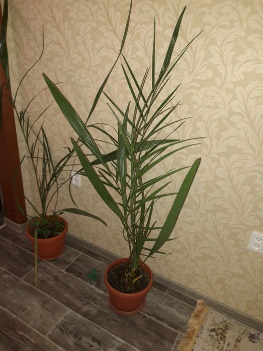 Финиковое дерево, куст. Пальма.