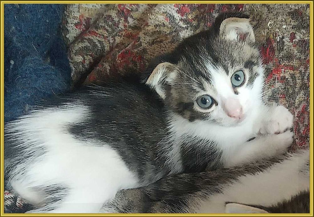 котята в хорошие руки
