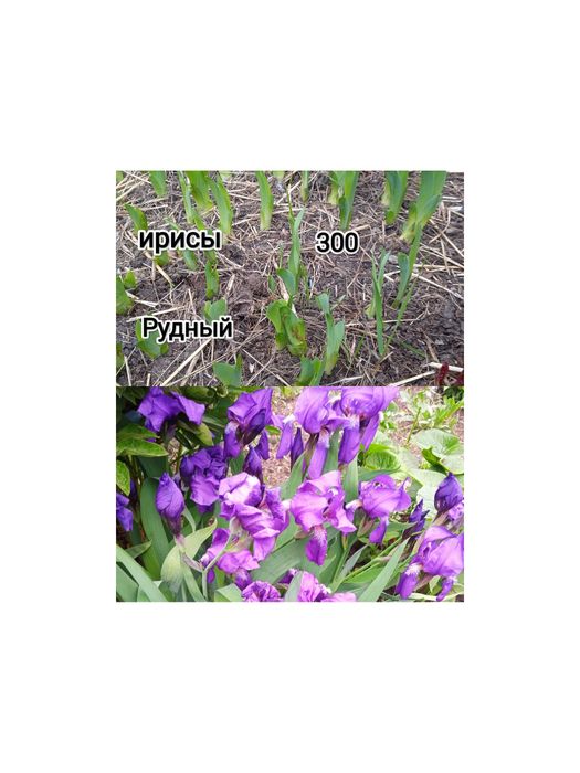 Продам цветы комнатные, садовые