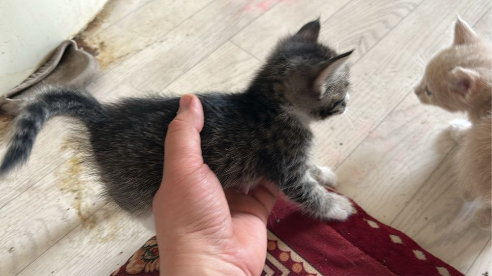 Мышық бар сүтен шыққан 4 мысық