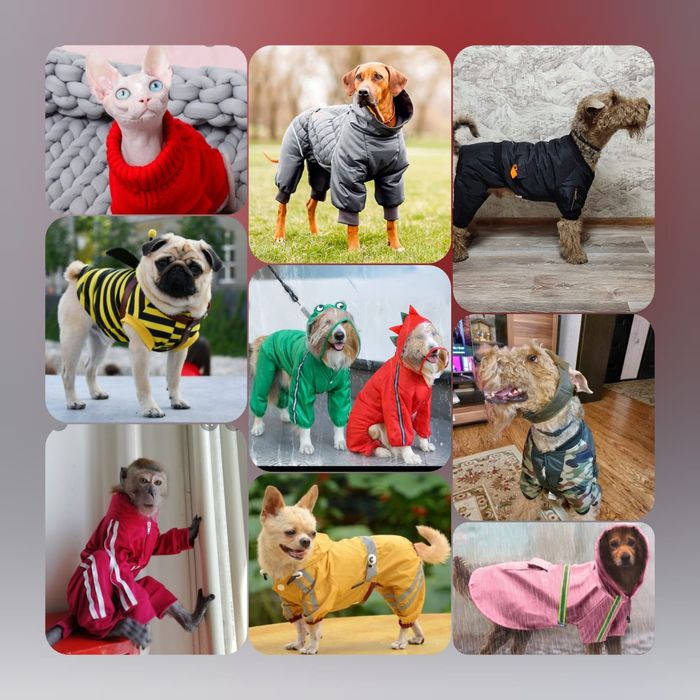 Одежда для собак