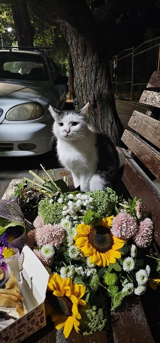 Котик в добрые руки