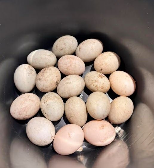 Oua de incubat de la rate Rouen, Pekin, Cayuga, si alergatoare indiene