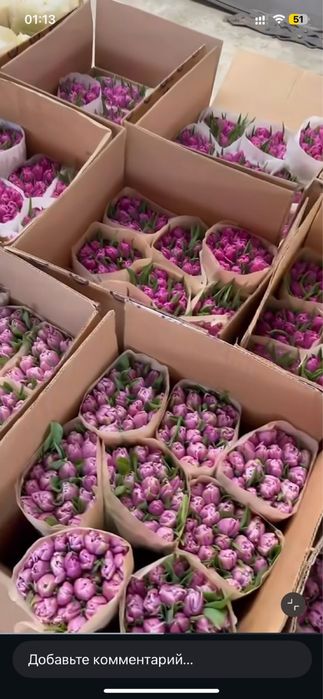 ТЮЛЬПАНЫ оптом и в розницу по выгодной цене