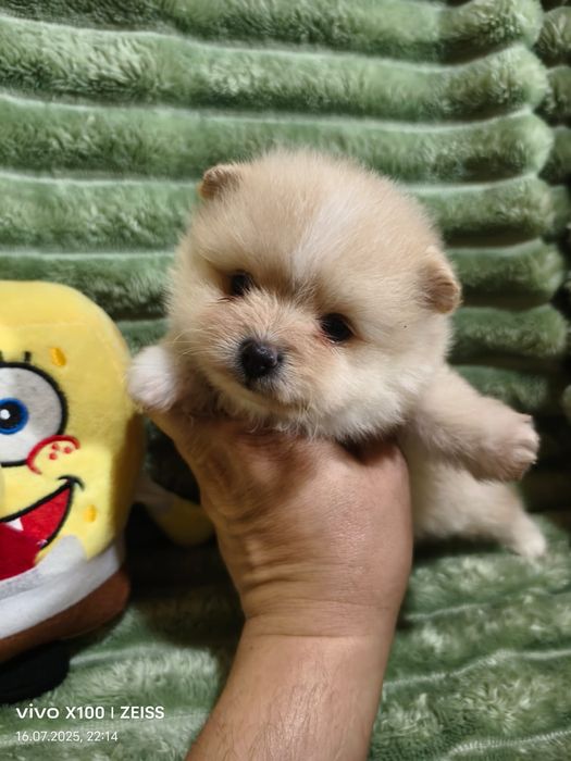 Очаровательные щенки шпица.