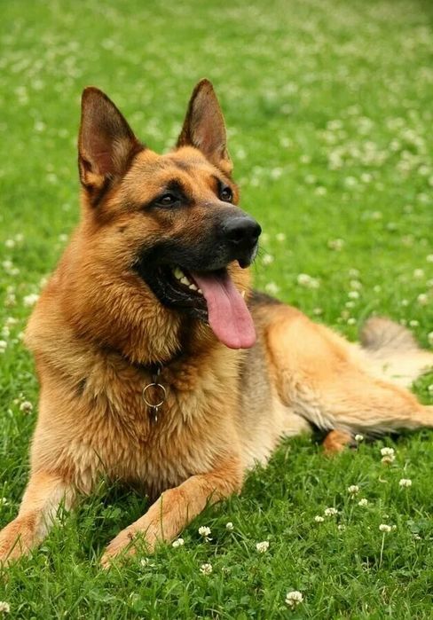 Продается Немецкая Афчарка