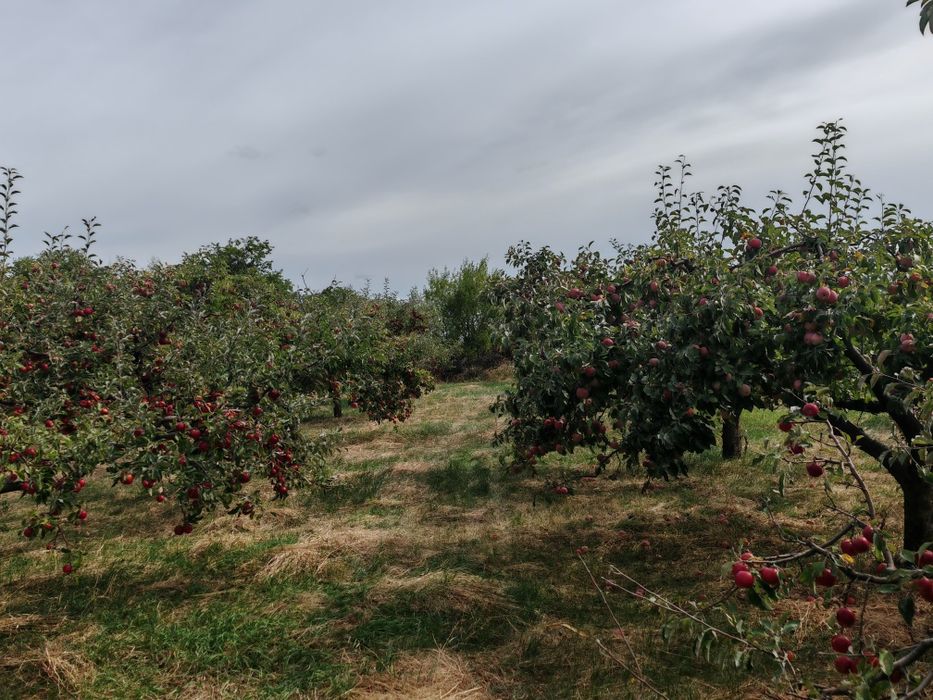 MERE BIO DIRECT DIN LIVADĂ – Sănătate curată la doar 2,5 lei/kg!