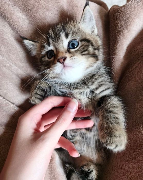 Отдаю котят в добрые руки