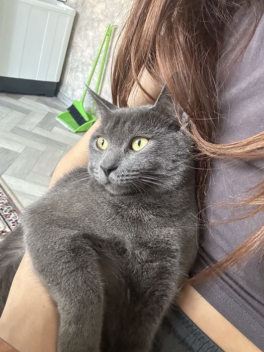 продам котика 5 к