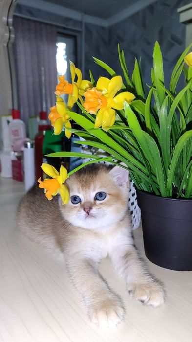 Шикарный котенок Золотой Тикированный мальчик Скоттиш Страйт
