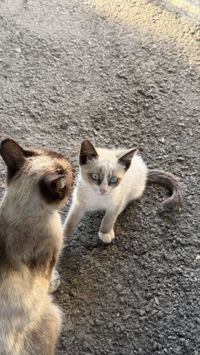 отдам котят в добрые ручки!