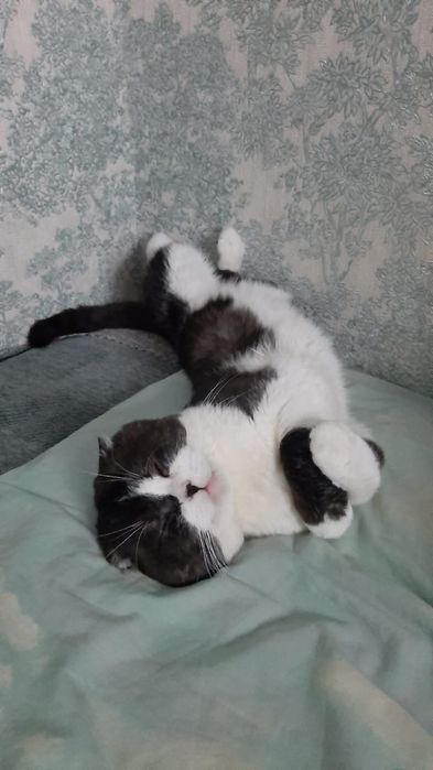 Вязка опытного кота