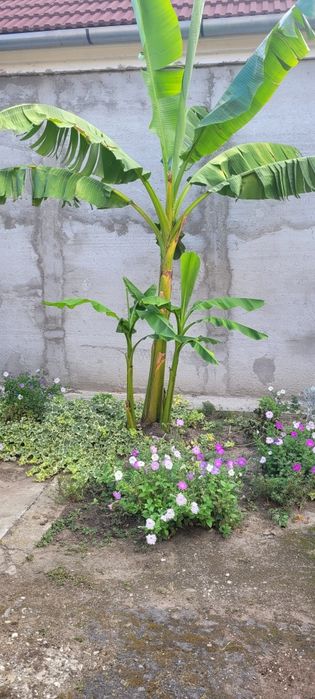 Bananieri pentru curte