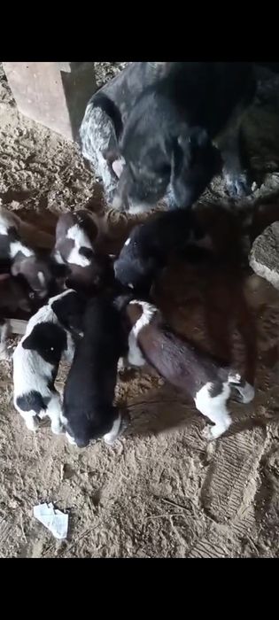 Дратхар күшіктері сатылады