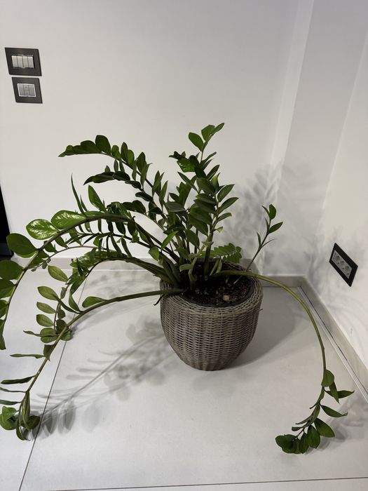 Planta cu ghivechi verde