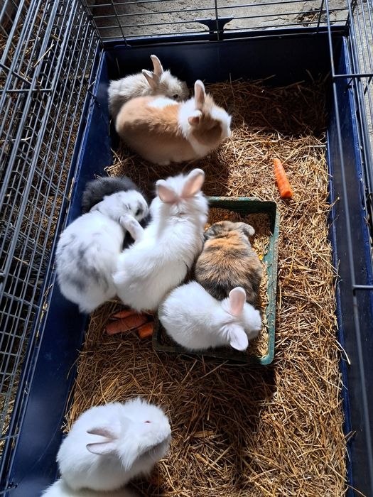 Iepurasi cap de leu pitic diferite culori