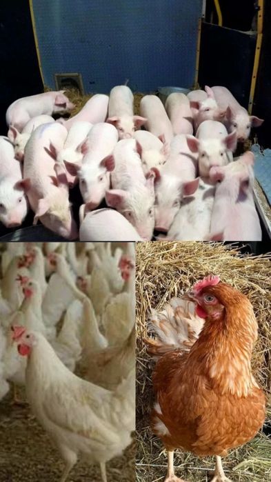 Куры молодые домашние Поросята разных возростов