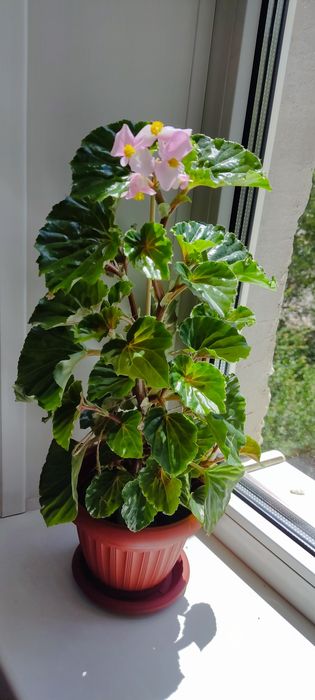 Продам бегонию вечноцветущую