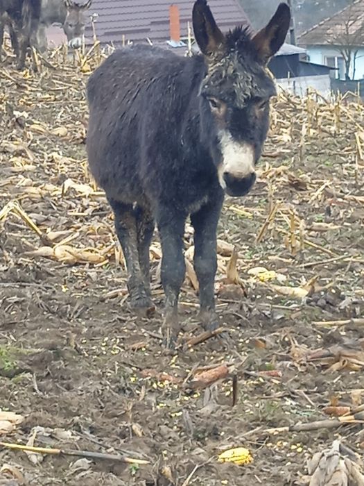Vând sau schimb măgari cu alte animale