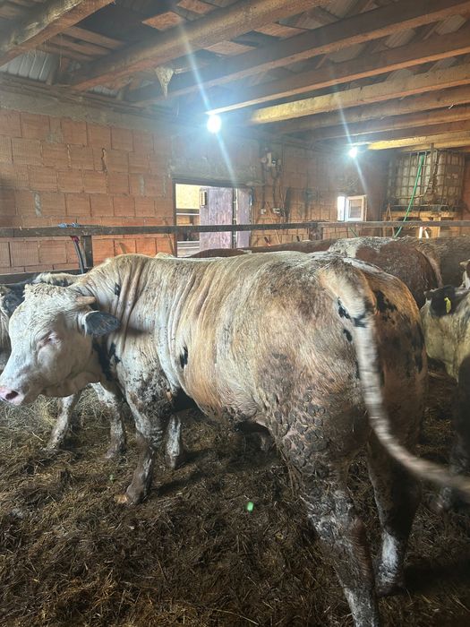 De vânzare 10 tauri, toți masculi  5 belgieni și 5 bălțați cu greutatea de la 300 kg în sus  Locație Danestii Chioarului Maramureș   0749764996