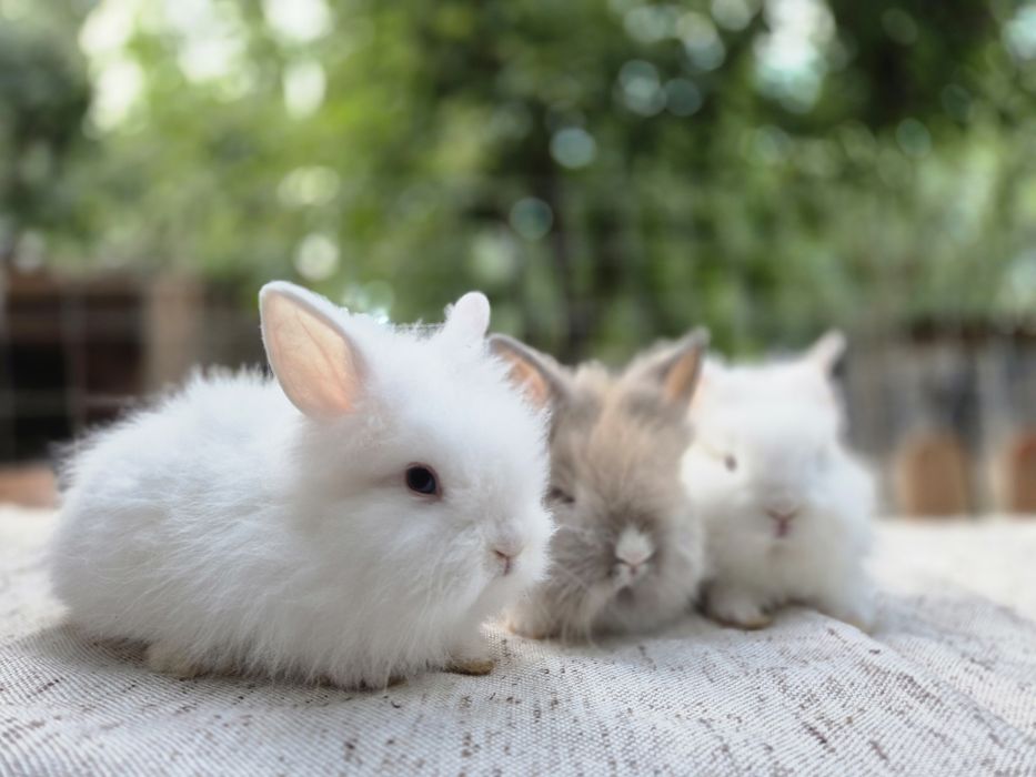 Iepuri Cap de leu