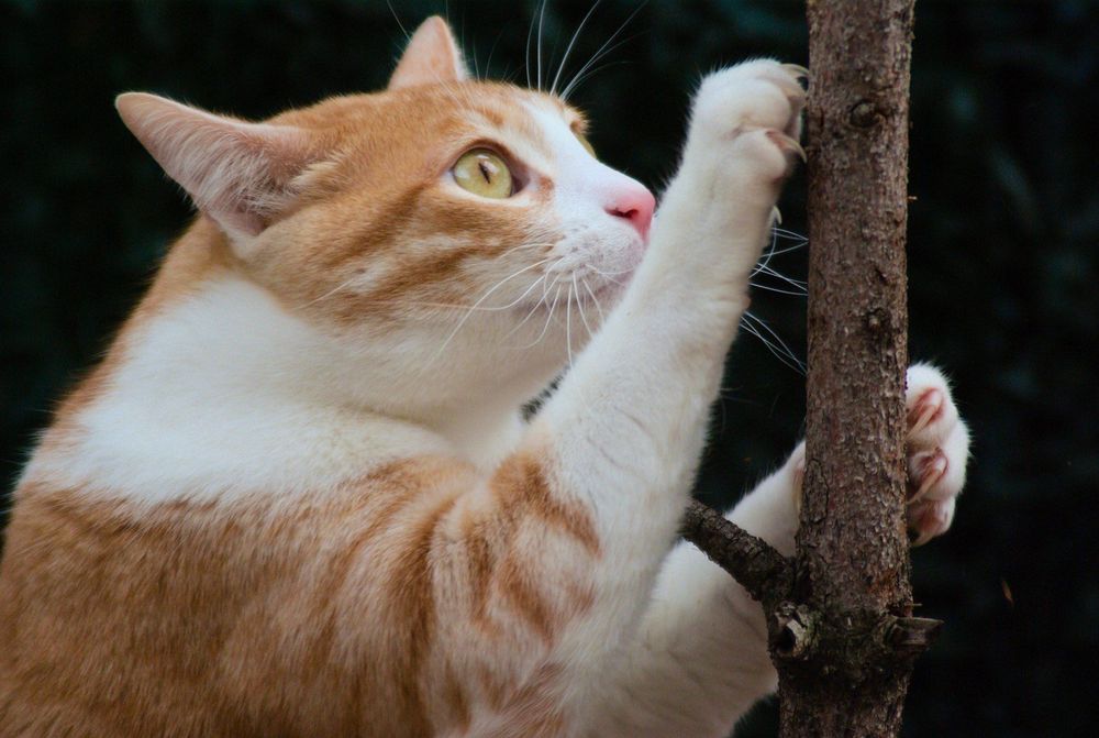 Tamron AF 28-200mm f3.8-5.6 AF LD EF обектив Канон