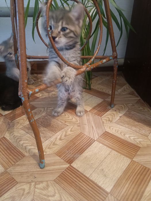 Котята 1.5 месяца