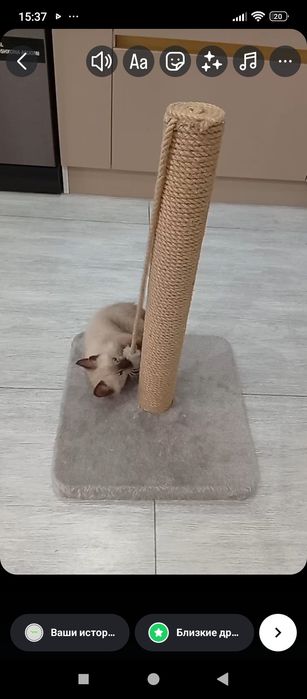 Киса Мушукча Киз бола