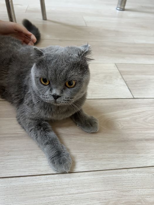 Веслоухая британская кошка