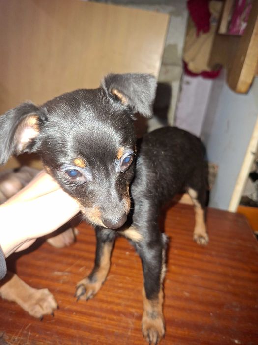 Продавам пинчери