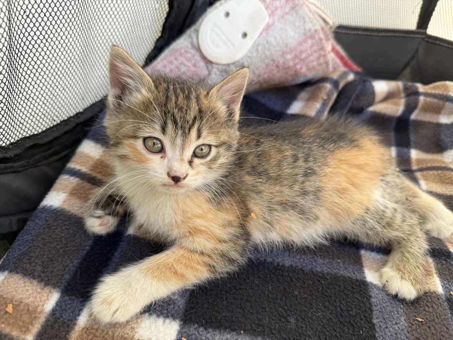 Котенок девочка 1,5 месяца