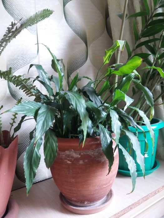 Продам комнатные цветы