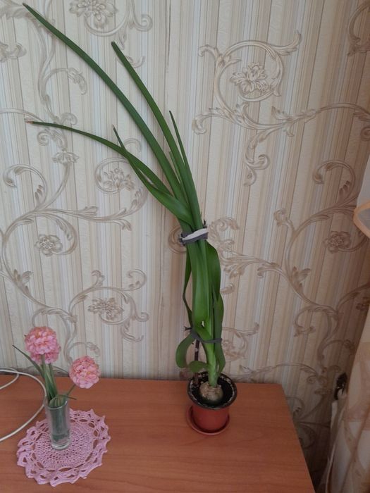 Индийский лук продам