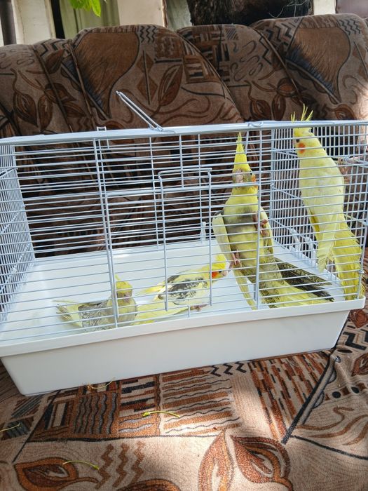 Корелла попугай домашние