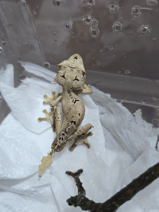 Uroplatus ebenaui, spear point leaf tail gecko