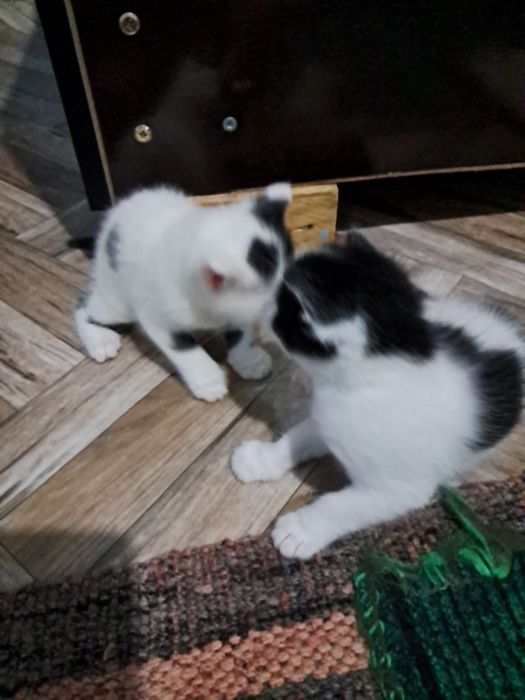 Котята полупородистые