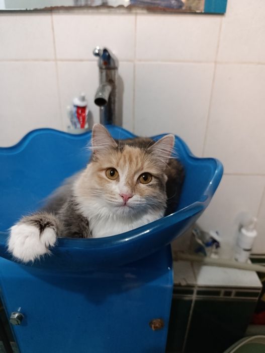 Отдаю кошек в добрые руки