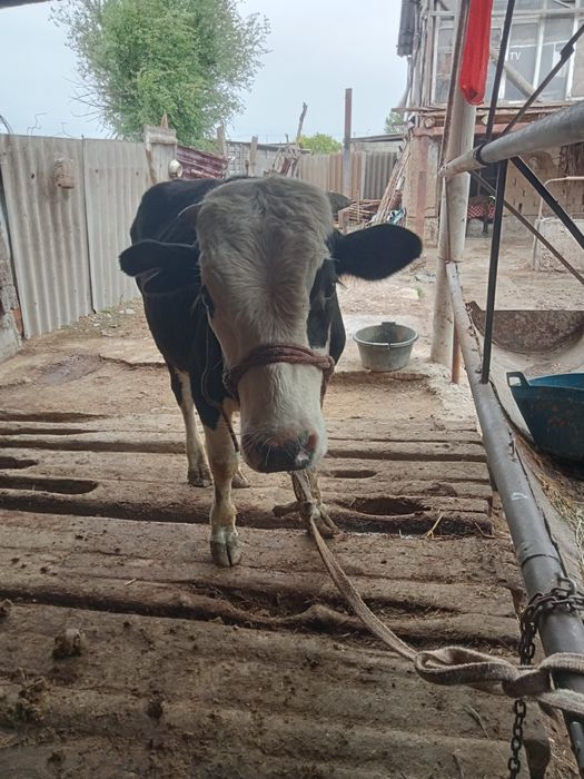 Бұқа жасынан асқан